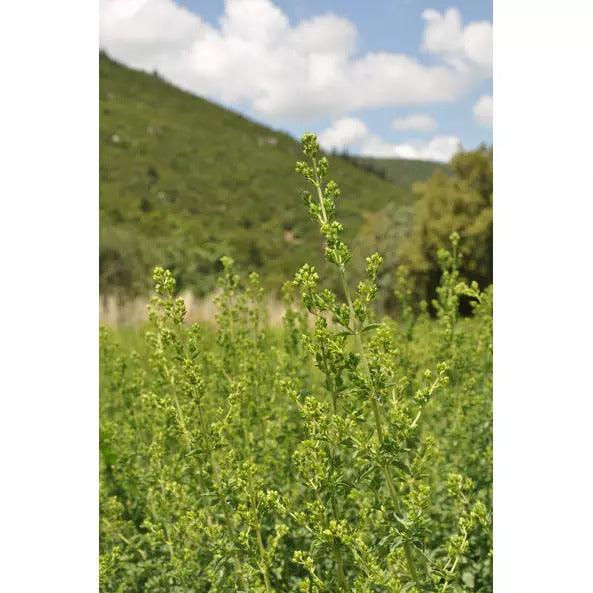 Oregánó vágott - 18g - bio - mrkt.hu